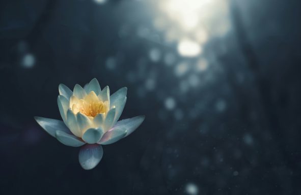 A water lily with delicate petals floating on dark water, illuminated softly.